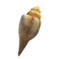 Shell Phone